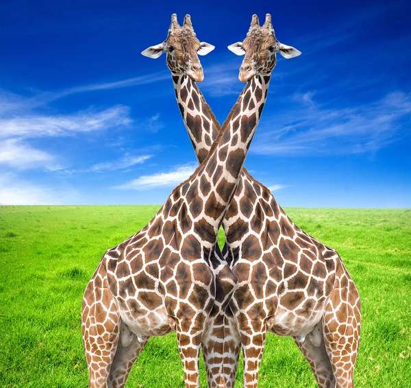 Żyrafa (giraffa camelopardalis) — Zdjęcie stockowe