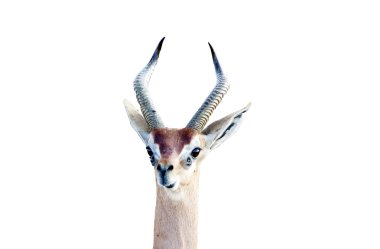 Gerenuk (Litocranius walleri) clipart