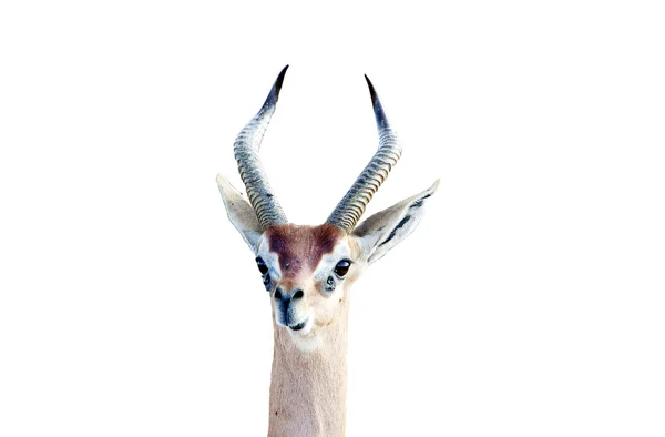 Zsiráfnyakú gazella (Litocranius-walleri) — Stock Fotó