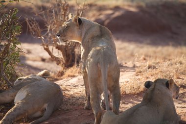 Afrikalı dişi aslan (Panthera leo)