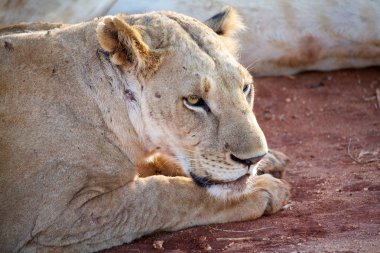 Afrikalı dişi aslan (Panthera leo)