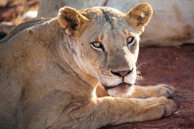 Afrikalı dişi aslan (Panthera leo)