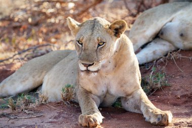 Afrikalı dişi aslan (Panthera leo)