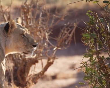 Afrikalı dişi aslan (Panthera leo)