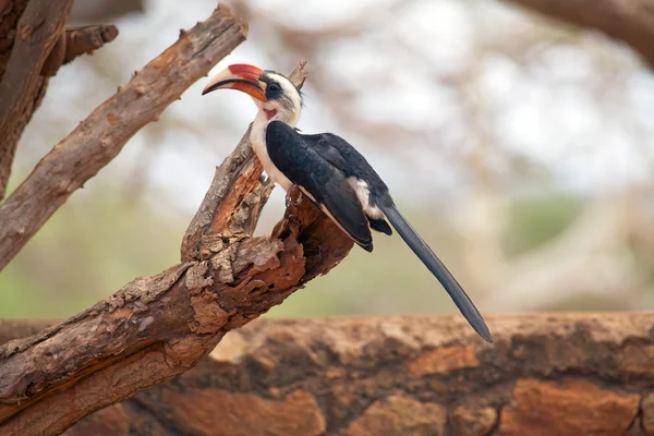 stock image Red billed hornbill (Tochus erythrorhynchus)