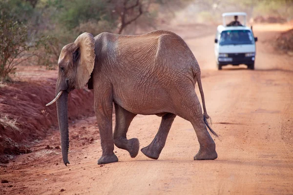 Éléphant d'Afrique (Loxodonta africana)) — Photo