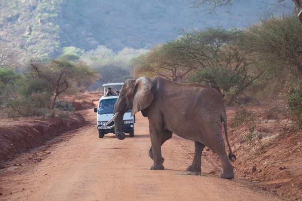 Elefante africano (Loxodonta africana) — Fotografia de Stock