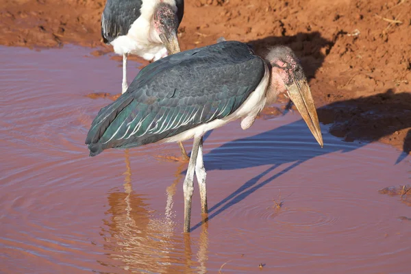 Marabou stork (Leptoptilos crumeniferos) — Stock Photo, Image