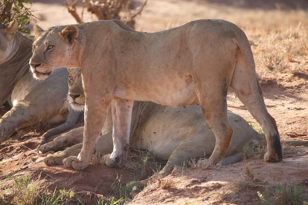Afrika lionesses (Panthera leo) — Stok fotoğraf