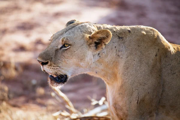 アフリカの雌ライオン(Panthera leo)) — ストック写真