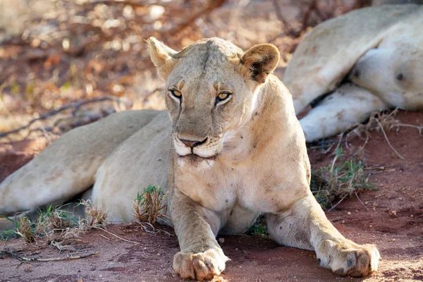 Leonessa africana (Panthera leo) — Foto Stock