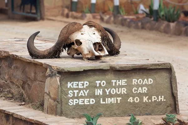 Afrika manda (hakiki caffer) kafatası — Stok fotoğraf