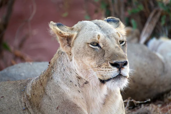 Leona africana (Panthera leo ) — Foto de Stock