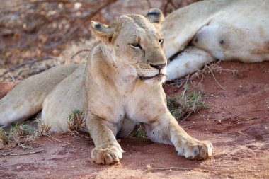 Afrikalı dişi aslan (Panthera leo)