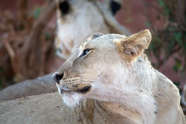 Afrikansk lejoninna (Panthera leo)) — Stockfoto