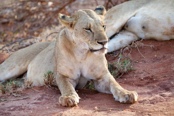 Afrikansk lejoninna (Panthera leo)) — Stockfoto