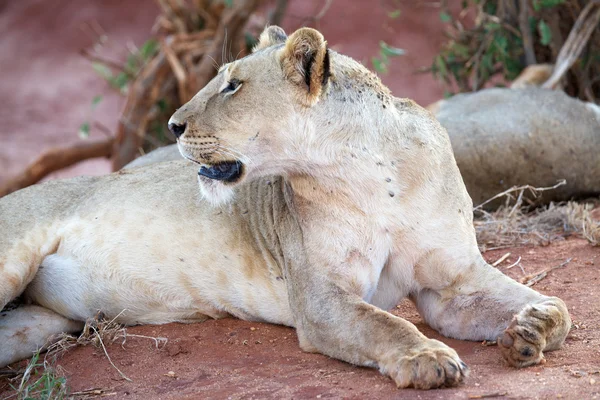 Африканська левиця (Panthera leo) — стокове фото