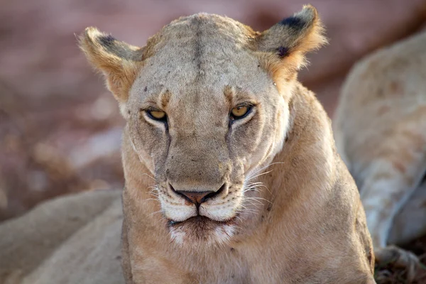 Leoa africana (Panthera leo ) — Fotografia de Stock