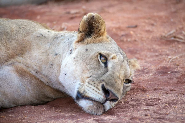 Afrikanische Löwin (Panthera leo)) — Stockfoto