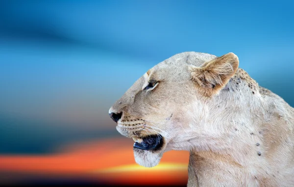 Afrikalı dişi aslan (Panthera leo) — Stok fotoğraf