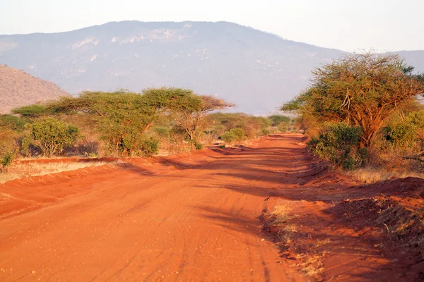 Red road with acacia tree — Stock Photo, Image