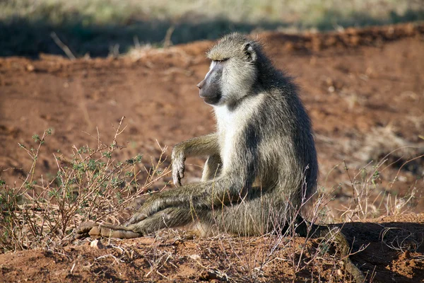 Yellow baboon (Papio cynocephalus) — Stock Photo, Image