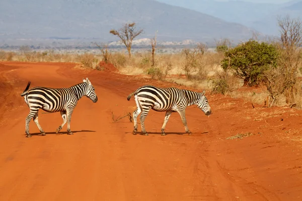 Plains zebras (Equus burchellii) — Stock Photo, Image