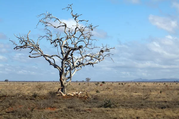 Мертвое дерево в африканской саванне — стоковое фото