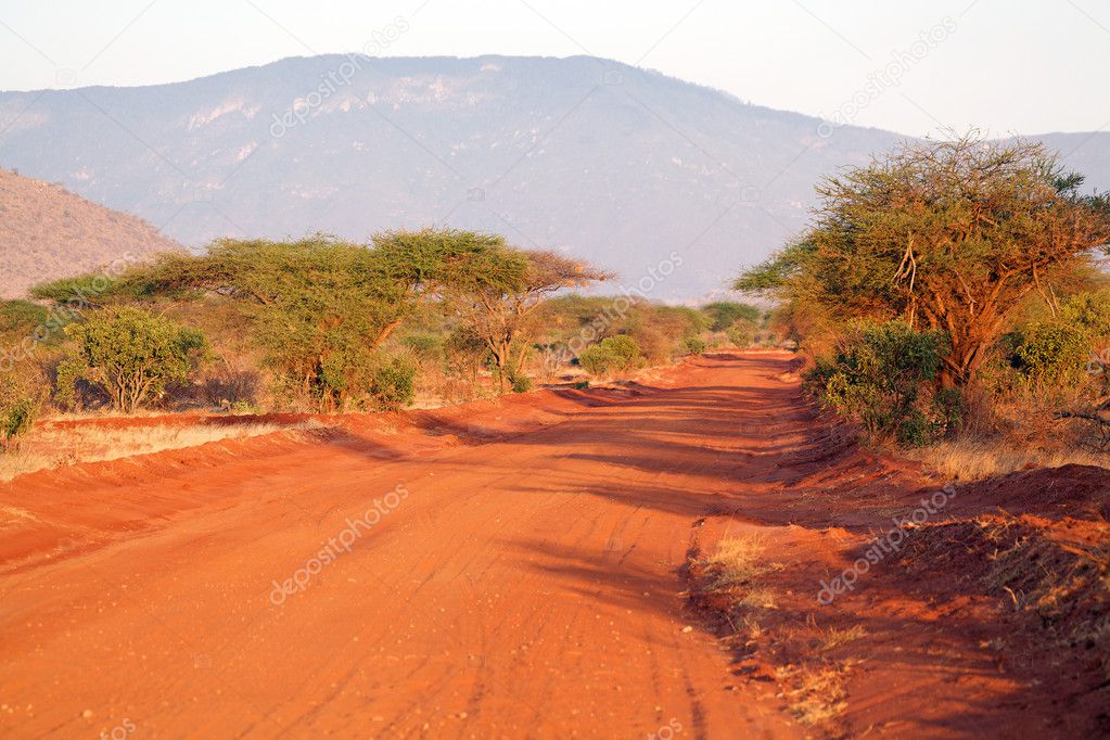 Red road with acacia tree
