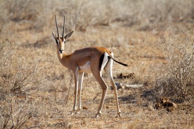 Grant's gazelle (Gazella granti) clipart