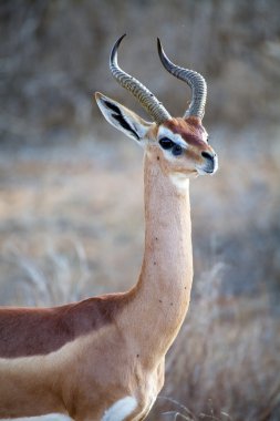 Gerenuk (Litocranius walleri) clipart