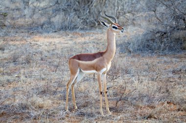 Gerenuk (Litocranius walleri) clipart