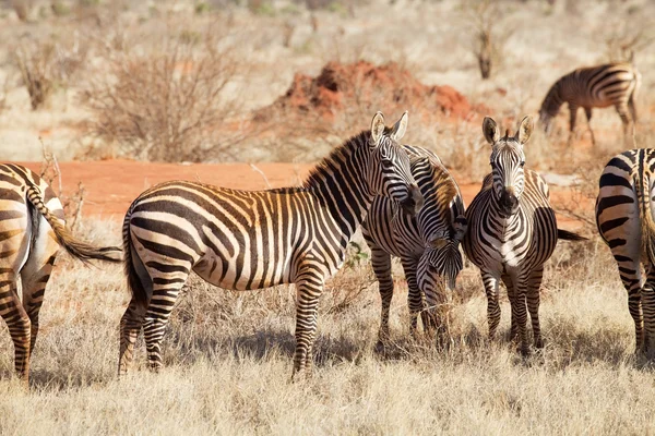Zebras-das-planícies (Equus burchellii ) — Fotografia de Stock
