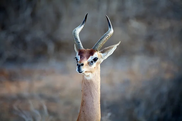 Antilopa žirafí (Litocranius walleri) — Stock fotografie