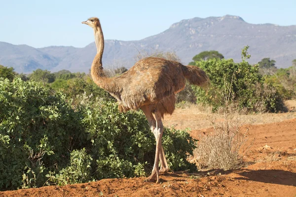 Avestruz comum (Struthio camelus ) — Fotografia de Stock