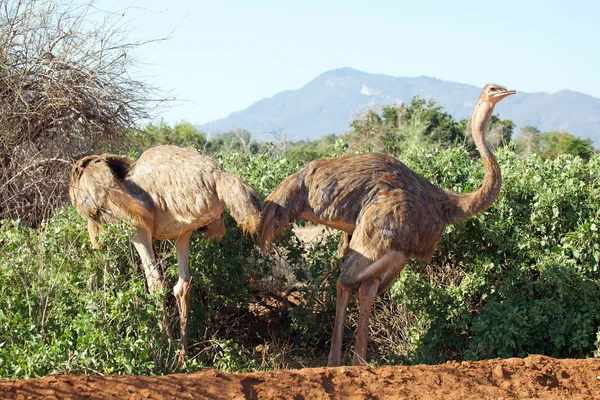 Страус (Struthio camelus ) — стоковое фото