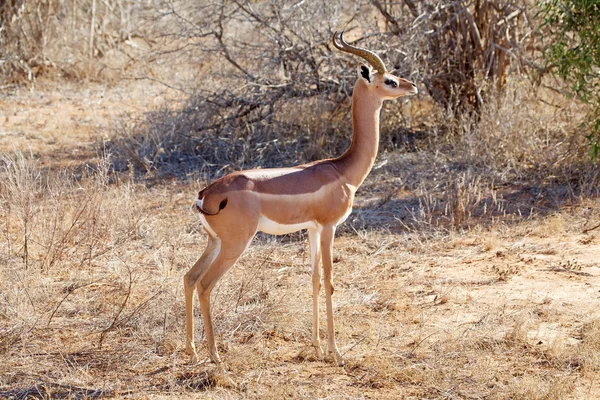 Zsiráfnyakú gazella (Litocranius-walleri) — Stock Fotó