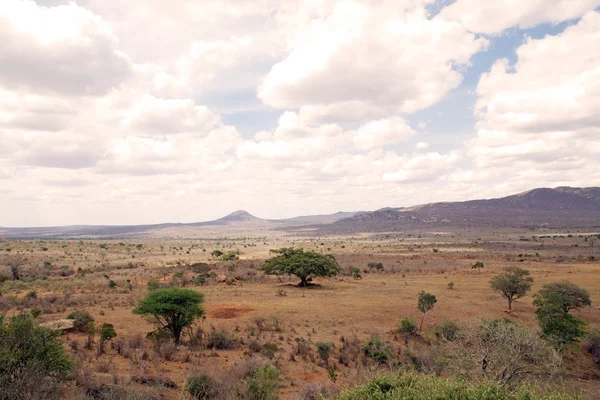 Afrika savana — Stok fotoğraf