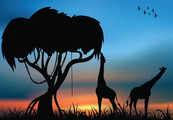 Afrikansk savann och giraffer — Stockfoto