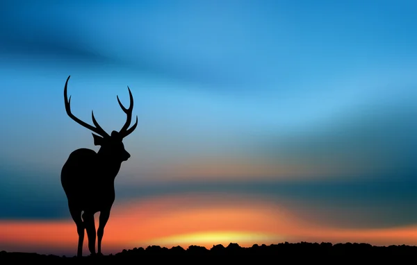 Herten bij de zonsopgang — Stockfoto