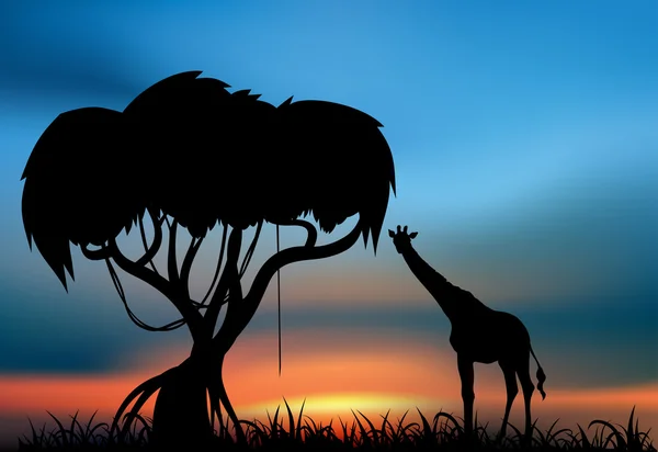 Giraffa al tramonto — Foto Stock