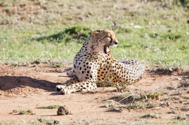 Çita (Acinonyx jubatus)