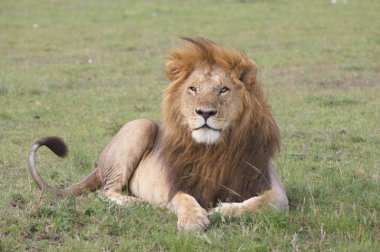 Aslan (Panthera leo)