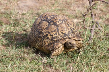 Leopar kaplumbağası (Geochelone pardalis)