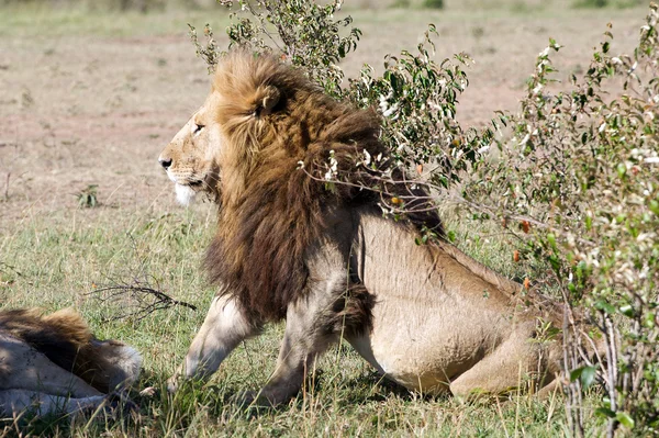 Lion (panthera leo) — Stockfoto