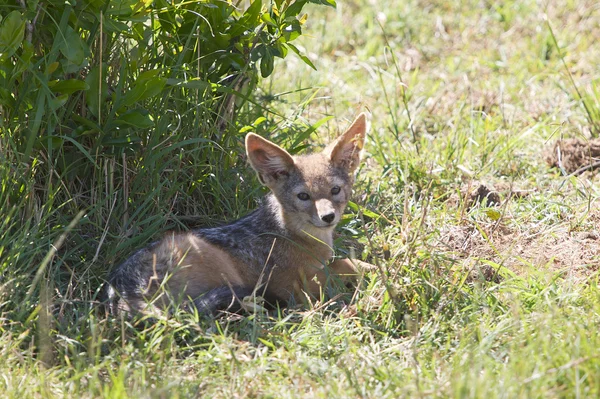 Young balck-backed jackal (canis mesomelas) — Stock Photo, Image