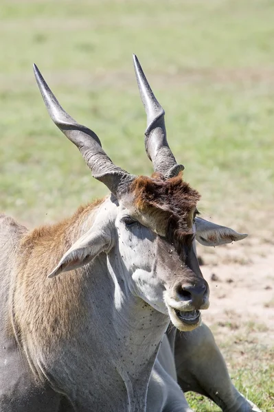 Eland comum (Tragelaphus ou Taurotragus oryx ) — Fotografia de Stock