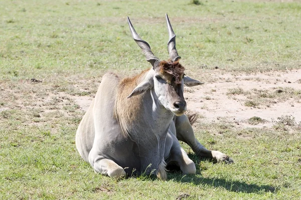 Κοινή γη (Tragelaphus ή Taurotragus oryx) — Φωτογραφία Αρχείου