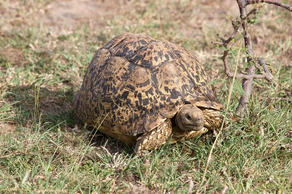 Леопардова черепаха ( Geochelone pardalis ) — стокове фото