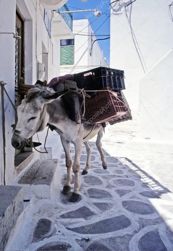 Donkey in the narrow road